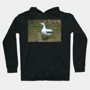 Wandering Albatross Calling to its Mate Hoodie